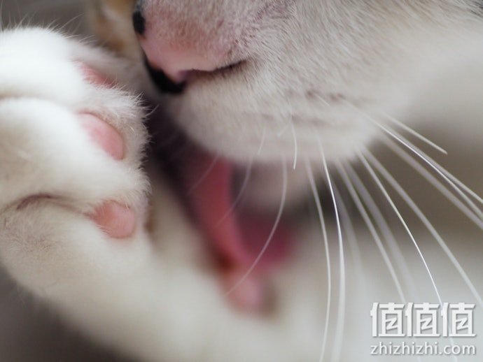 猫砂垫怎么选？猫砂垫选购指南