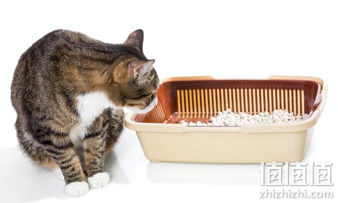 猫砂垫怎么选？猫砂垫选购指南