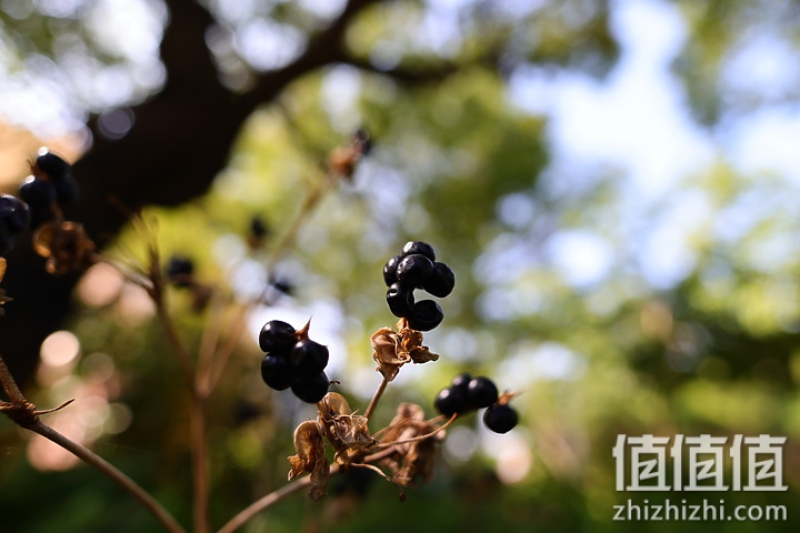 Canon RF 16mm f/2.8 STM 评测：平价且物超所值的大光圈超广角镜头！