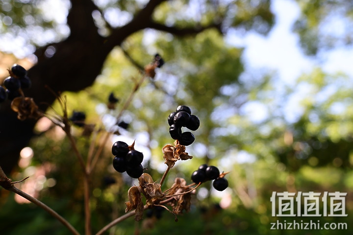 Canon RF 16mm f/2.8 STM 评测：平价且物超所值的大光圈超广角镜头！