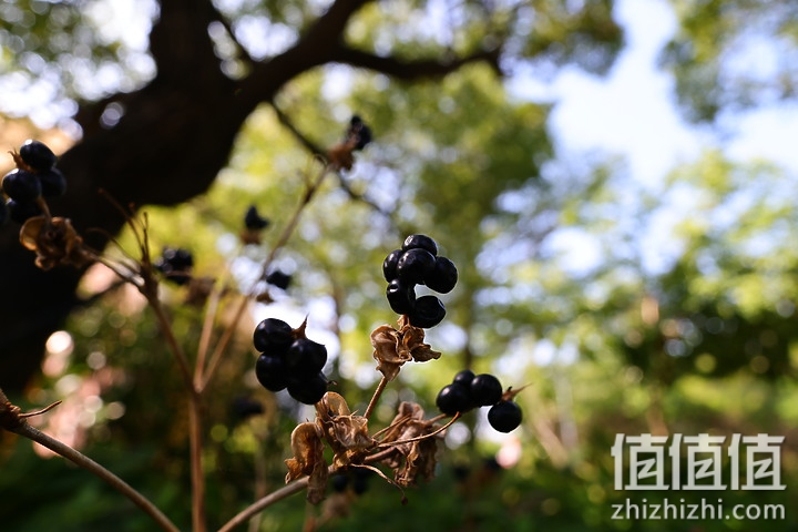 Canon RF 16mm f/2.8 STM 评测：平价且物超所值的大光圈超广角镜头！