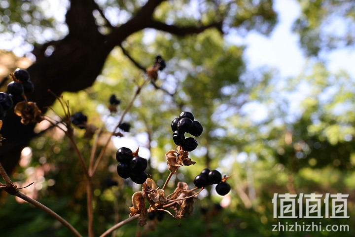 Canon RF 16mm f/2.8 STM 评测：平价且物超所值的大光圈超广角镜头！