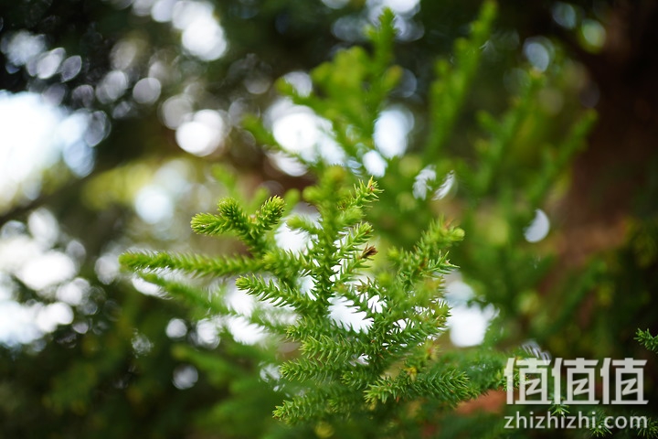 SIGMA 适马 24mm F2 DG DN 评测：大光圈遇上小广角，表现可圈可点