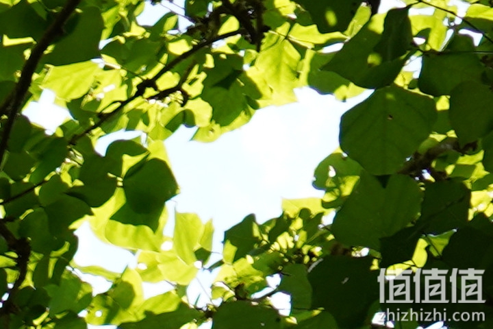 SIGMA 适马 24mm F2 DG DN 评测：大光圈遇上小广角，表现可圈可点