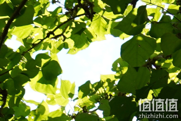 SIGMA 适马 24mm F2 DG DN 评测：大光圈遇上小广角，表现可圈可点