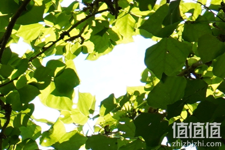 SIGMA 适马 24mm F2 DG DN 评测：大光圈遇上小广角，表现可圈可点