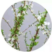 米诺杰干枝雪柳80cm*10枝叶左右泡水两周开花