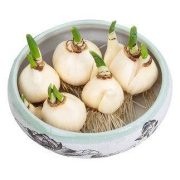 漳州水仙花种球 两颗