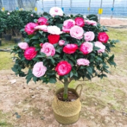 秋颖  精品五色茶花 6年苗花苞繁多