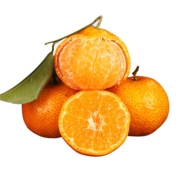 广西当季新鲜水果金秋沙糖桔 2.5kg