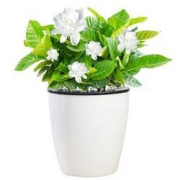 PLUS会员：Hodo红豆栀子花办公室桌面绿植（含盆）