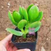 御喔玉树盆栽小苗