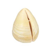PLUS会员：饶情冬笋500g