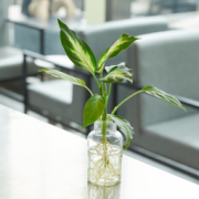 品值 绿植粉黛