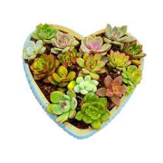 羌域优品 多肉植物 20颗 随机不重复 2.5-5cm