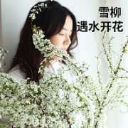 香昔庄园 干支雪柳 70-80cm 10支
