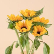 PLUS会员：REFLOWER花点时间混合花束向日葵5枝