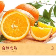 享味观纽荷尔脐橙9斤