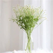 PLUS会员：FlowerPlus 花加  洋甘菊 1扎