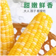 棒师傅 黄白甜玉米水果玉米 200g*8支