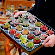 羌域优品 多肉植物新手套装 20颗随机不重复 2.5-5cm