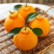 四川不知火丑橘 5斤 中小果70-75mm￥16.95 3.1折 比上一次爆料降低 ￥1