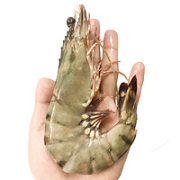 瀚通 黑虎虾  净重340g-400g （10-12只）