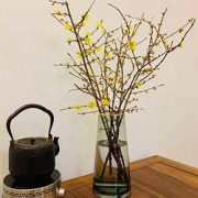 香昔庄园 遇水开花 腊梅水培 50cm 18支+营养液