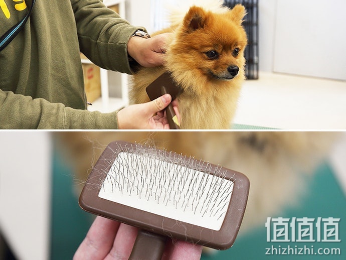 宠物梳毛刷子怎么选？狗狗除毛刷选购指南