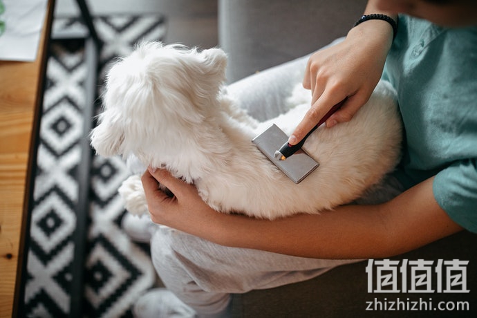 宠物梳毛刷子怎么选？狗狗除毛刷选购指南