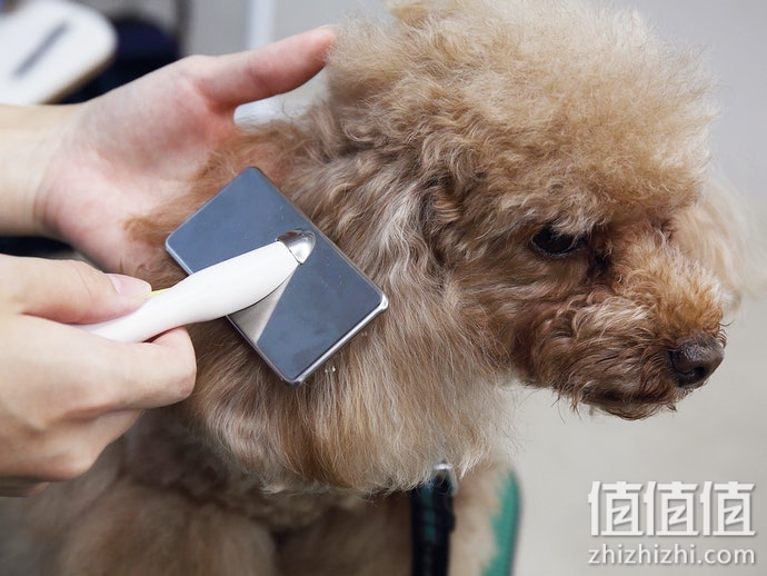 宠物梳毛刷子怎么选？狗狗除毛刷选购指南
