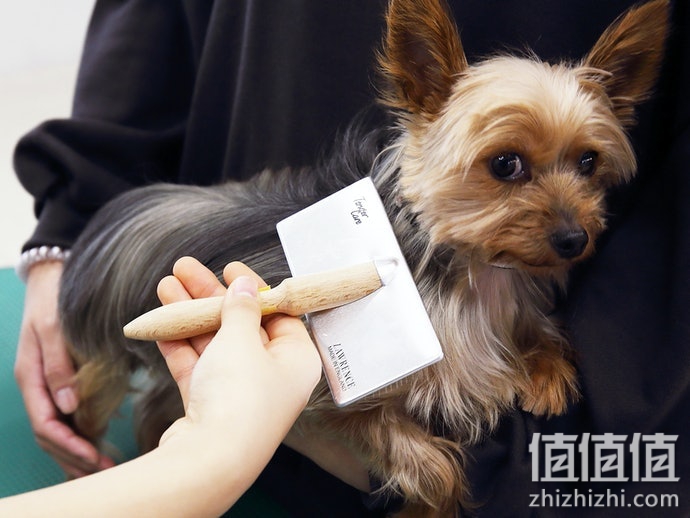 宠物梳毛刷子怎么选？狗狗除毛刷选购指南