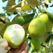 枝头春 贵妃牛奶蜜枣 5斤