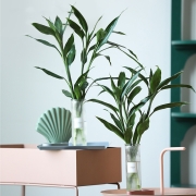 京东plus：FlowerPlus花加 富贵竹水培切枝摆件 10枝