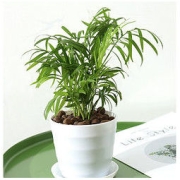 云寒 袖珍椰子15cm 不含盆