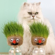 DREAM CAT 大眼萌 可爱玩偶猫草