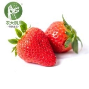 PLUS会员：农大腕儿 丹东九九大草莓 净重2.8斤