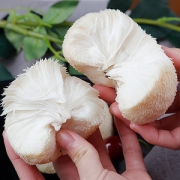 福建特产 古松 新鲜猴头菇2斤 约6-10个