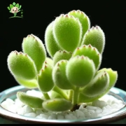 有券的上：多肉植物熊童子 送陶瓷花盆