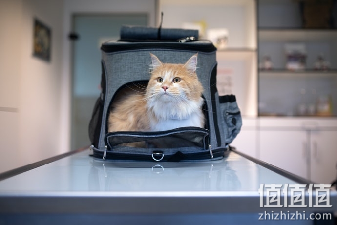 猫咪太空包怎么选择？猫咪太空包选购指南