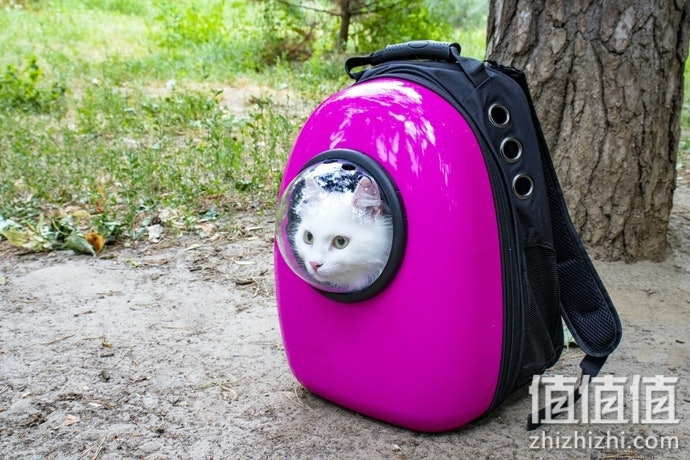 猫咪太空包怎么选择？猫咪太空包选购指南