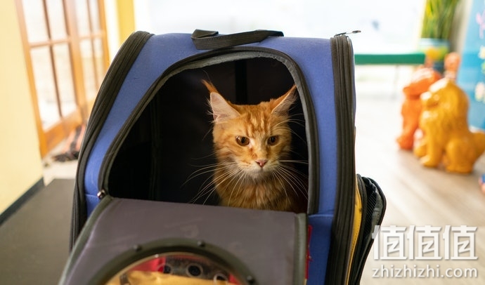 猫咪太空包怎么选择？猫咪太空包选购指南
