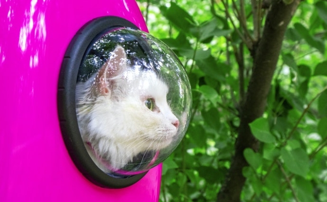 猫咪太空包怎么选择？猫咪太空包选购指南