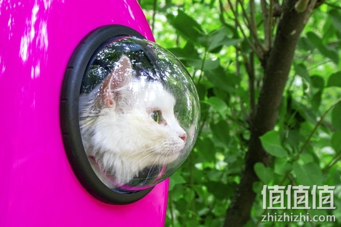 猫咪太空包怎么选择？猫咪太空包选购指南