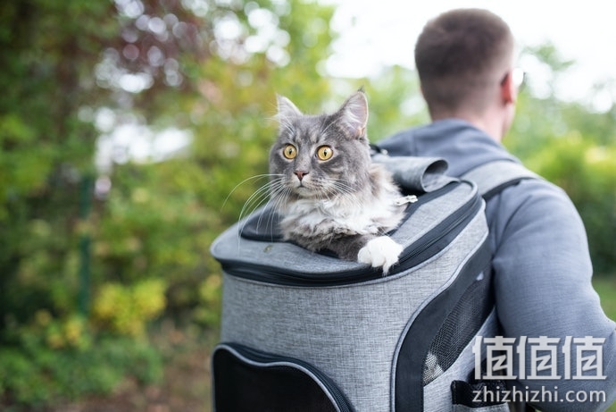 猫咪太空包怎么选择？猫咪太空包选购指南