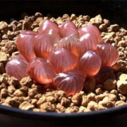 再降价：玉露苗 多肉植物玉露 奇趣多肉盆栽 琥珀玉露