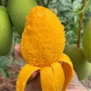什谷丰 小台农芒果  贵妃芒果 5斤小果