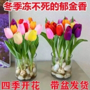 卡蓓娜 水培四季郁金香 混色装20棵 盆