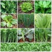 阳台盆栽 四季播种菜籽 50包蔬菜种子+肥2包