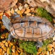 有券的上:龟真寿 中华草龟  1只（8-9cm）+凑单品